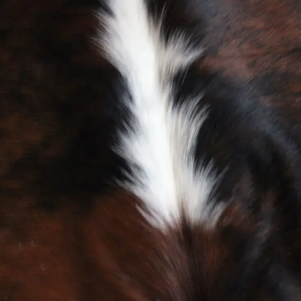 Cowhide Rug Exotic C01036