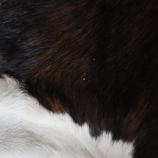 Cowhide Rug Exotic C01036