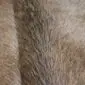 Close-up of a cowhide rug showing the texture of tan and grey natural hair.
