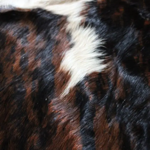 Cowhide Rug Exotic C01038