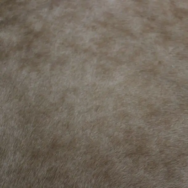 Cowhide Rug Exotic Beige C01040