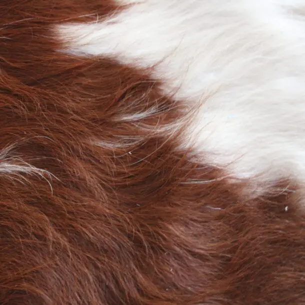 Cowhide Rug Brown and White C01041