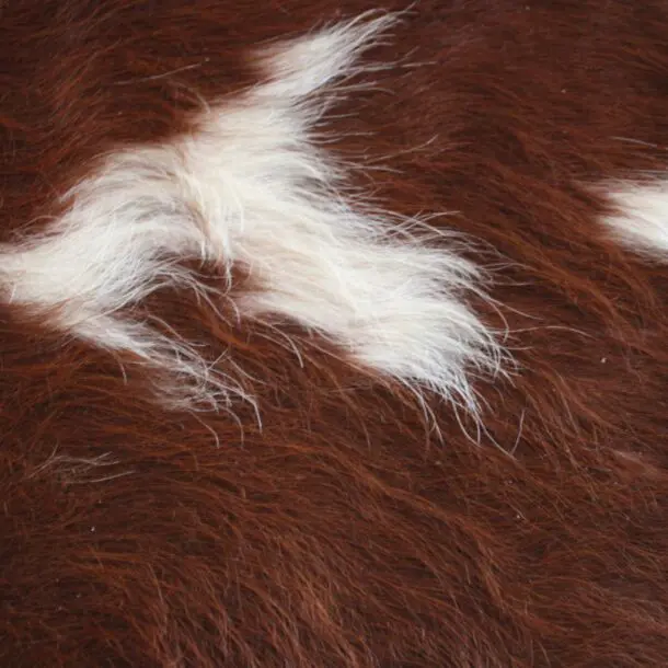 Cowhide Rug Brown and White C01041
