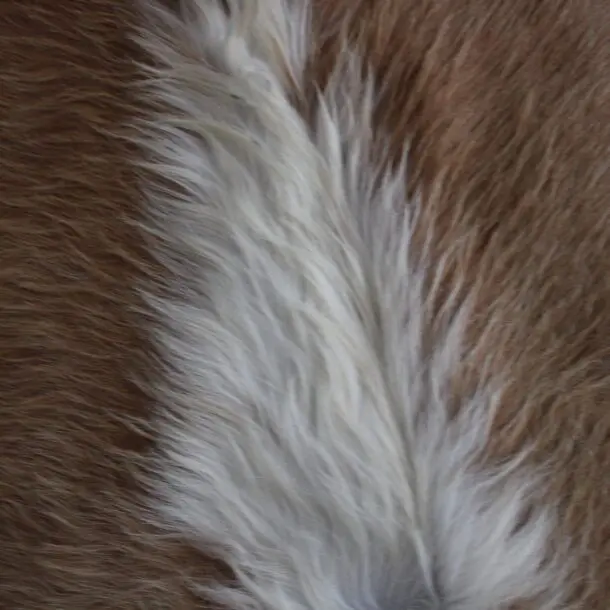 Cowhide Rug Brown and White C01042