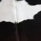 Close-up of a black and white cowhide rug showing natural hair texture and colour patterns.