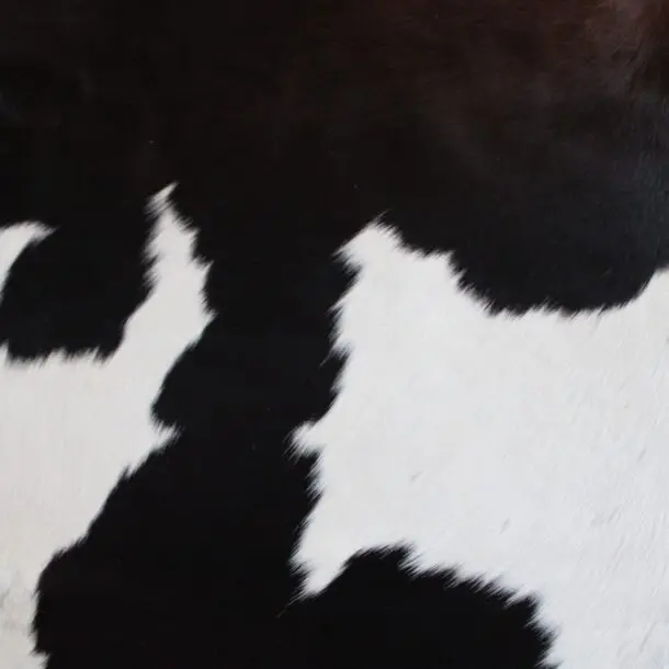 Cowhide Rug Exotic C01043