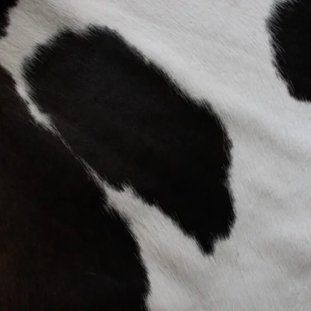 Cowhide Rug Exotic C01044