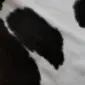 Close-up of a cowhide rug featuring natural black patches on a white background.