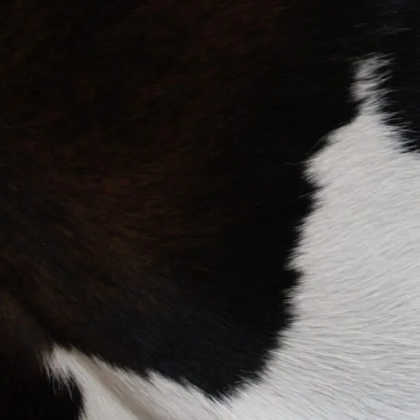 Cowhide Rug Exotic C01045