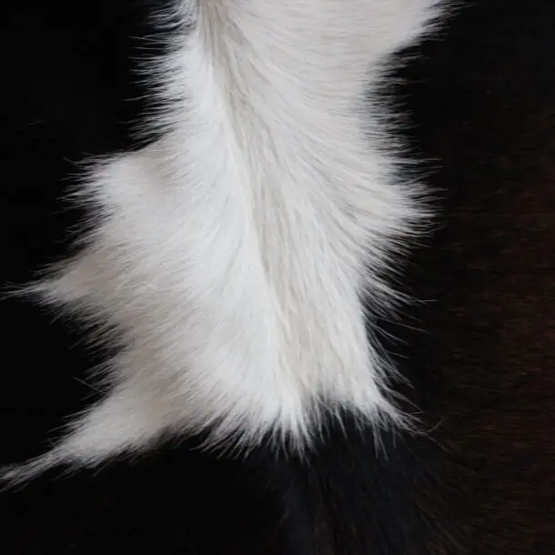 Cowhide Rug Exotic C01045
