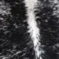 Close-up of a speckled cowhide rug with black and white hair and a central white stripe.