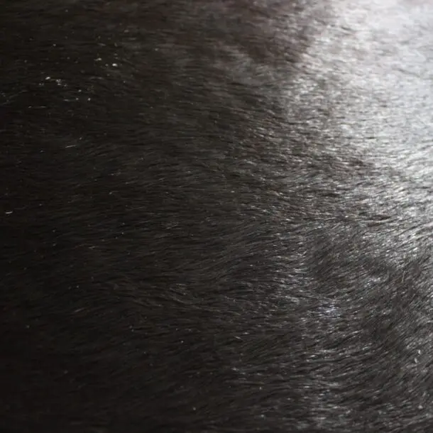 Cowhide Rug Natural Black C01048