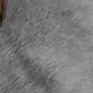 Close-up of a grey cowhide rug showing the natural hair texture and tonal variations.