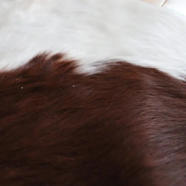 Cowhide Rug Exotic C01057