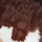 Close-up of a cowhide rug featuring dark brown and white natural hair texture.