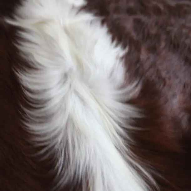 Cowhide Rug Exotic C01057