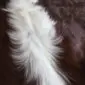 Close-up of a white feather resting on a dark brown cowhide rug.