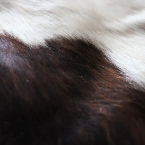 Cowhide Rug Exotic C01059
