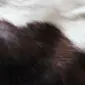 Close-up of a cowhide rug showing natural dark brown and white hair texture.