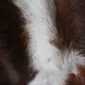 Close-up of a cowhide rug showing natural white and dark brown textured animal hair.