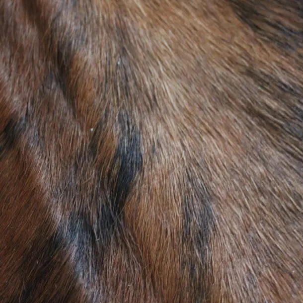 Cowhide Rug Exotic C01059