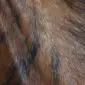 Close-up of a brindle cowhide rug featuring a mix of brown, tan, and black textured hair.