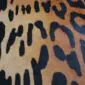 Close-up of a jaguar print cowhide rug featuring black spots on a tan and orange background.