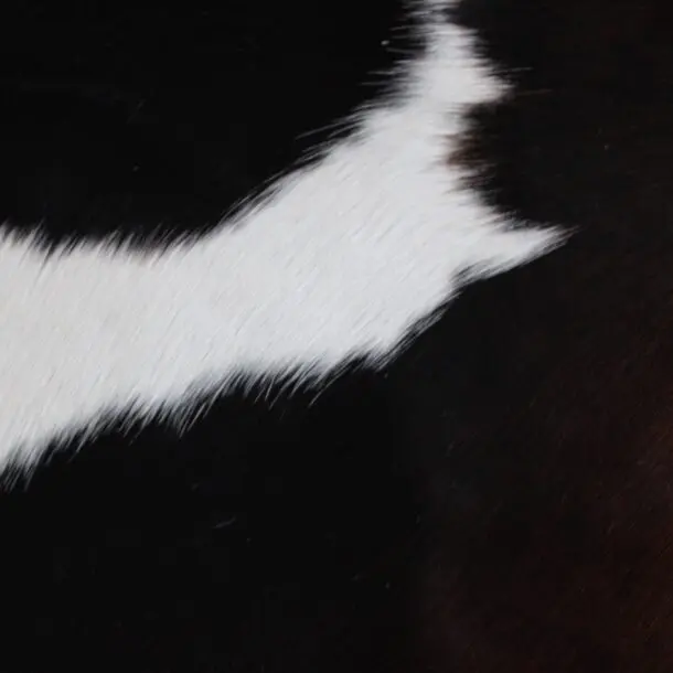 Cowhide Rug Exotic C01063