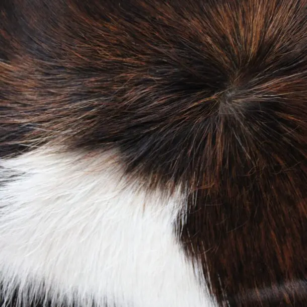 Cowhide Rug Exotic C01063
