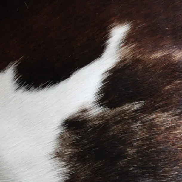 Cowhide Rug Exotic C01063