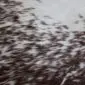 Close-up of a speckled cowhide rug featuring dark brown and white natural hair textures.