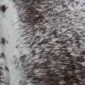 Close-up of a speckled cowhide rug with dark brown and white natural hair texture.