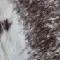 Close-up of a speckled cowhide rug showing white and dark brown natural hair textures.