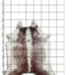 Natural speckled cowhide rug with brown and white markings, displayed on a measuring grid.