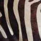 Close-up of a cowhide rug featuring a dark brown and cream zebra print pattern.