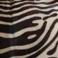 Close-up of a zebra print cowhide rug featuring black and cream wavy stripes.