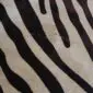 Close-up of a zebra print cowhide rug showing black stripes on a cream and beige background.