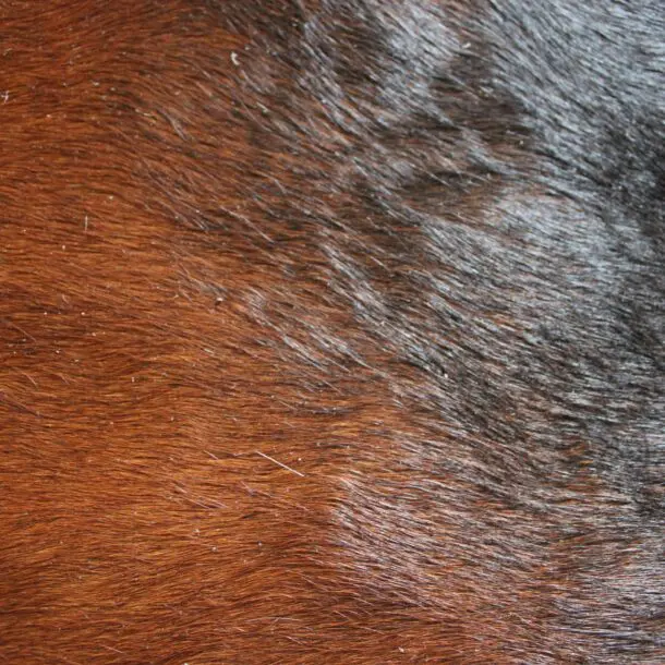 Cowhide Rug Exotic C01069