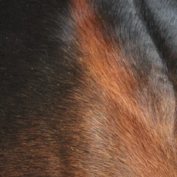 Cowhide Rug Exotic C01069