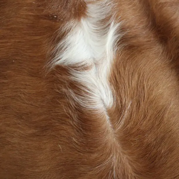 Cowhide Rug Exotic C01071