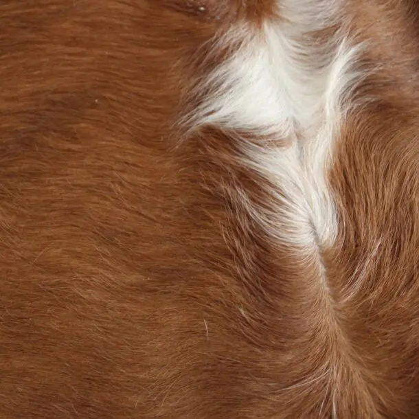 Cowhide Rug Exotic C01071
