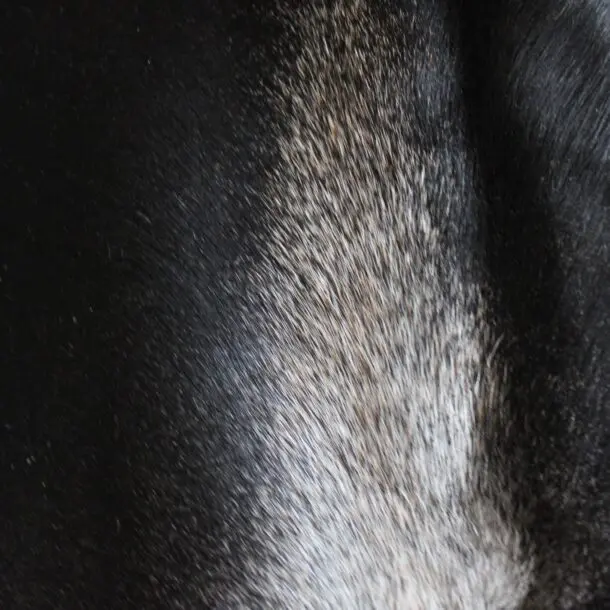 Cowhide Rug Grey C01072