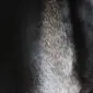 Close-up of a grey cowhide rug showing the natural hair texture and tonal variations.