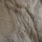 Close-up of beige and tan cowhide rug showing natural hair texture and colour variations.