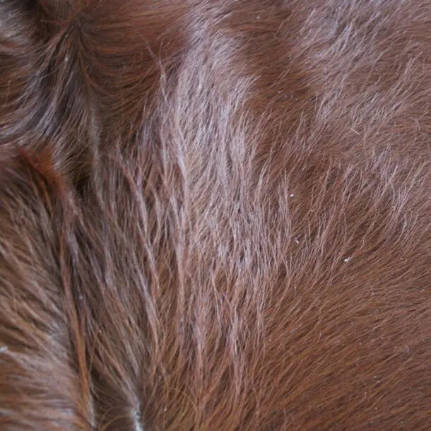 Cowhide Rug Brown C01074