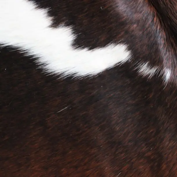 Cowhide Rug Exotic C01075