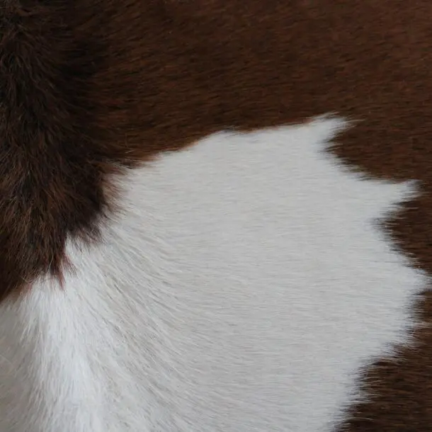 Cowhide Rug Brown and White C01076
