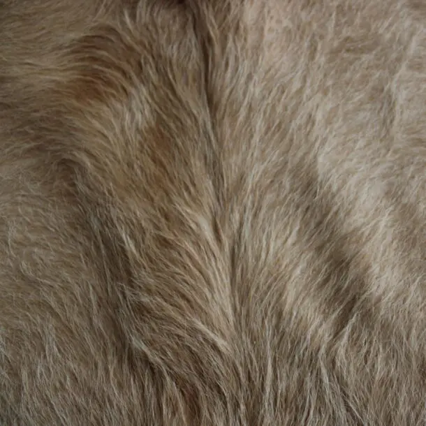 Cowhide Rug Exotic Beige C01077