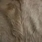 Cowhide Rug C01077 (3) Close-up of a beige cowhide rug showing the natural hair texture and light brown colour variations.