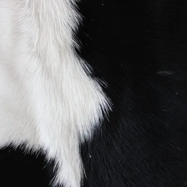Cowhide Rug Black and White C01079